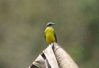 2fi Rusty-margined Flycatcher Myiozetetes cayanensis Cana 100213.jpg