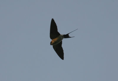 Red-rumped Swallow Cecropis daurica Lomma Kyrkdamm 100517 a.jpg