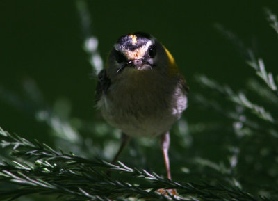 Firecrest Regulus ignicapillus Alnarpsparken 20100604 b.jpg