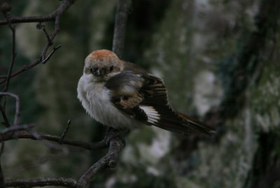 Woodchat Shrike Lanius Senator 1 cy Missjn 071110.jpg