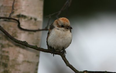 Woodchat Shrike Lanius Senator 1 cy Missjn 071110c.jpg