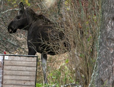 Moose at St Anna 071110.jpg