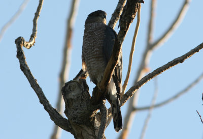 Sharp-Shinned Hawk ad female Bishop 070917b.jpg