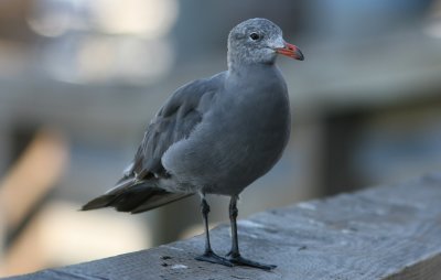 Heermanns Gull ad nonbreeding San Francisco 070913c.jpg