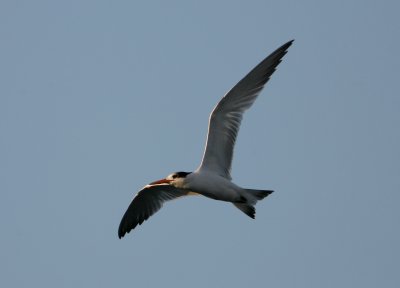 Royal tern 1k San Francisco 070913b.jpg