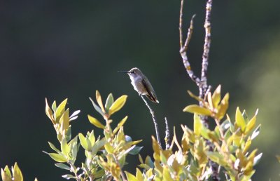Annas Hummingbird 1cy female Yosemite NP 070916.jpg