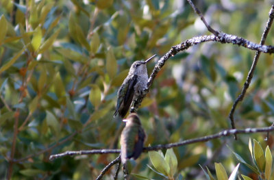 Annas Hummingbird  female Yosemite NP 070916.jpg