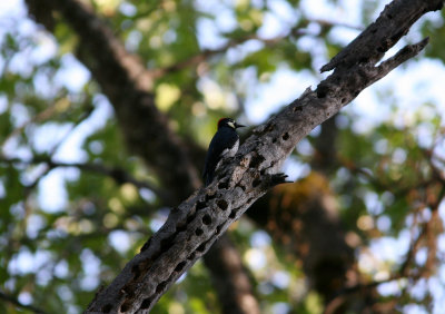 Acorn Woodpecker Yosemite NP 070915.jpg