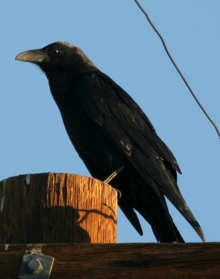 American Crow Bishop 070917.jpg