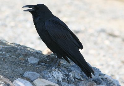 Raven Death Valley 070917.jpg