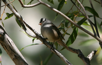 White-crowned Sparrow ad Yosemite NP 070916.jpg