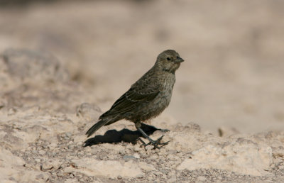 House Finch 1 cy Death Valley 070917.jpg