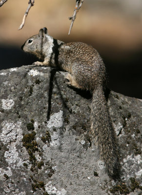 Californian Ground squirrel  Yosemite NP 070916.jpg
