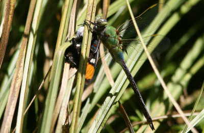 Dragonfly sp odonata sp Yosemite NP 070916.jpg