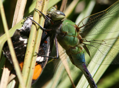 Dragonfly sp odonata sp Yosemite NP 070916b.jpg