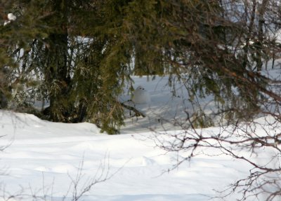 080328 Willow Ptarmigan Lagopus lagopus Klutsjn Dalarna.jpg