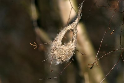 080418 a Penduline Tit newly started construction by male and female Lomma.jpg