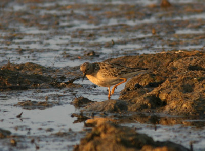 080425 g Buff-breasted Sandpiper Tryngites subruficollis Hagbyhamn .jpg