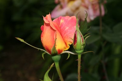 IMG_8408.JPG