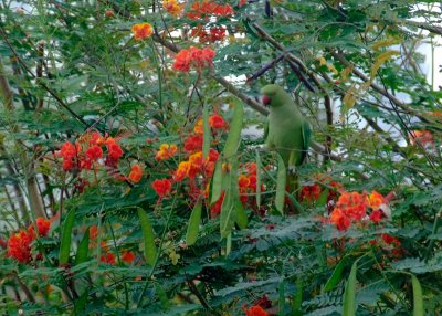 Backyard Birds