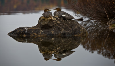 OnTopic: turtle_island