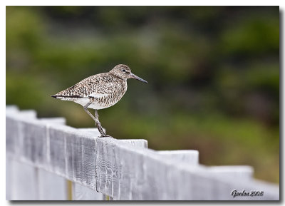 Bécasseau / Sandpiper
