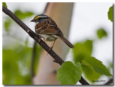 Bruant  gorge blanche / White-throated sparrow