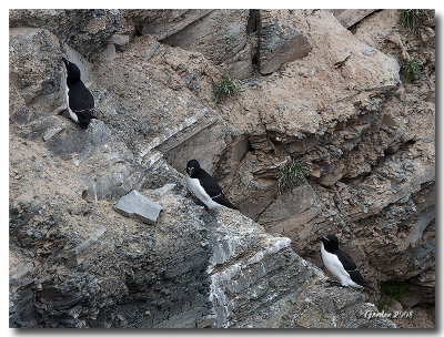 Guillemot marmette / Common murre