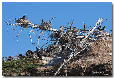 Nid de cormorans / Cormorants nesting