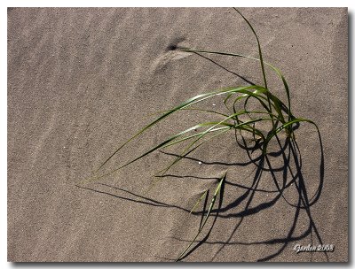 Gazon solitaire / Solitary grass