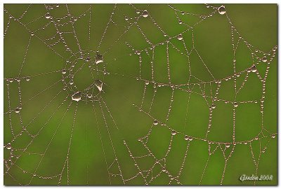 Rose sur toile d'araigne / Dew on spider web
