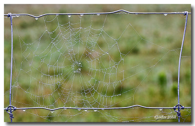 Rose sur toile d'araigne / Dew on spider web 2