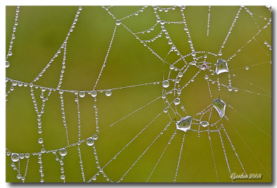 Rose sur toile d'araigne / Dew on spider web 3