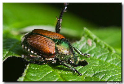 Scarabe japonais / Japanese beetle