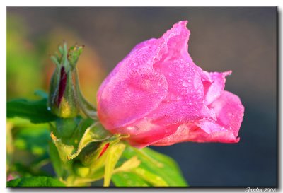 Une rose du matin / Morning rose