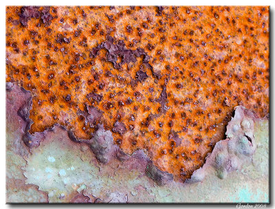 De la rouille prs de la mer / Rust near seashore