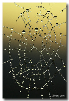 Centre de toile d'araigne  l'aube  / Spider web centre at dawn