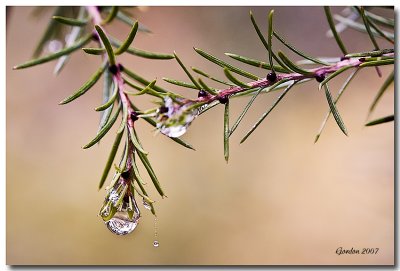 La dernire goutte / The last drop