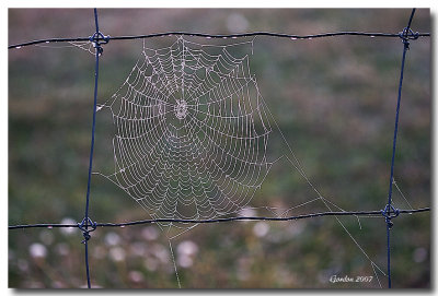 Toile d'arraigne /Spider web