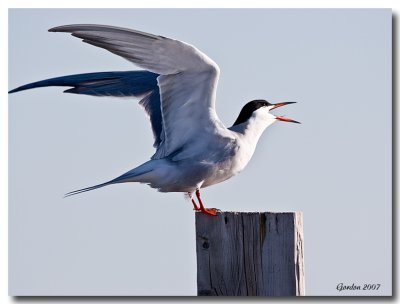 Sterne Pierregarin / Common Tern, Neguac NB