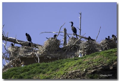 Cormoran  aigrettes / Double-crested Cormorant, Bird Island, Pokeshaw N.B.