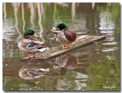 Canards Colvert  / Mallard ducks, Sackville NB