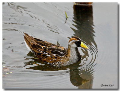 Marquette de Caroline / Sora