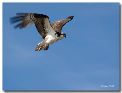 Balbuzard Pcheur / Osprey, Miscou NB 1