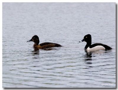 Fuligule  collier / Pair of Ring-necked ducks, Sackville NB