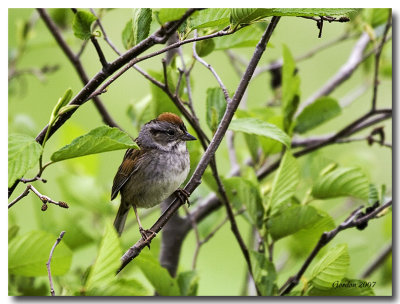 Bruant des Marais / Swamp Swallow, Neguac, NB