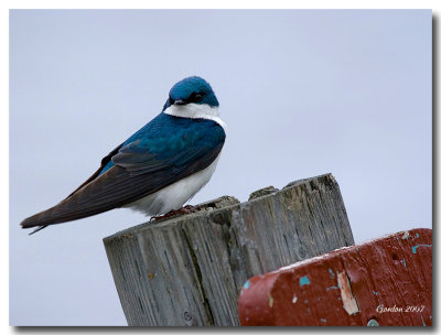 Hirondelle Bicolore / Tree Swallow, Sackville, NB