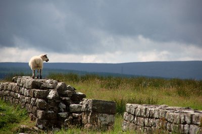 Sheep, Hadrian's Wall