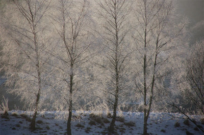 15th January 2010  frosty