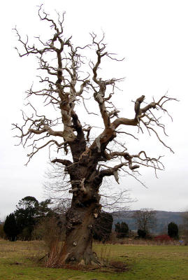 10th February 2006 Cromwell Tree